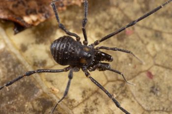 Media type: image;   Invertebrate Zoology 168084 Description: Digital photograph of specimen in life.;